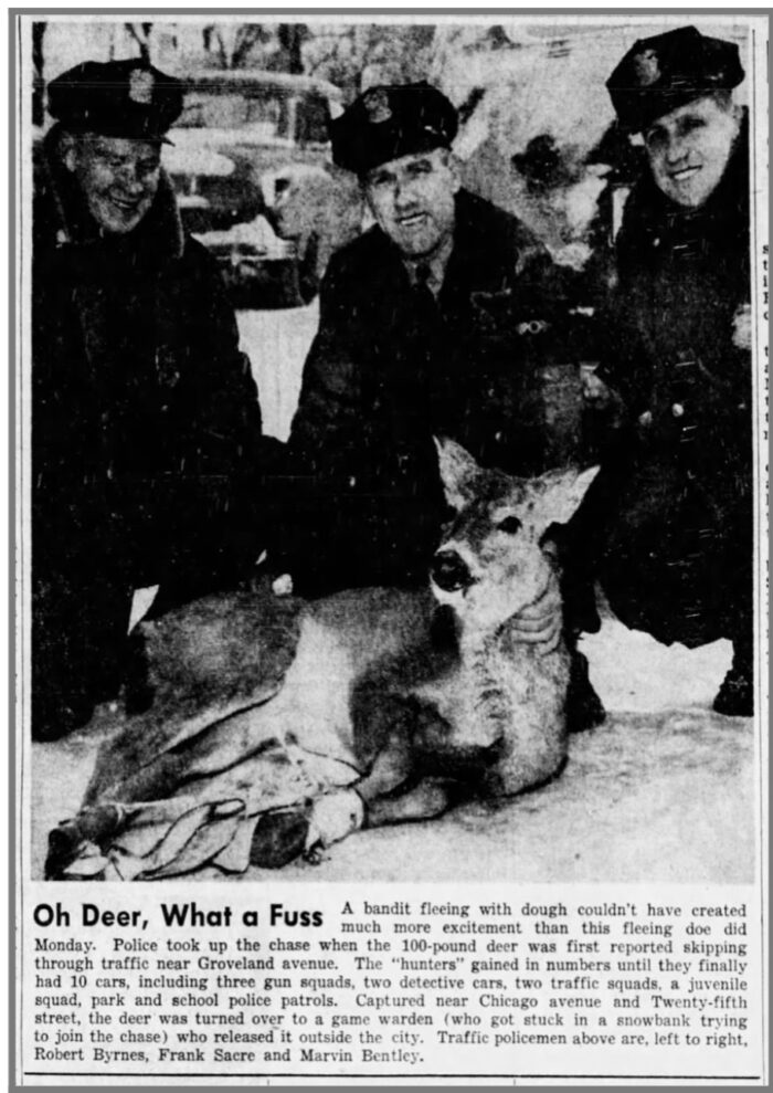 Minneapolis Traffic Police Rescue Deer